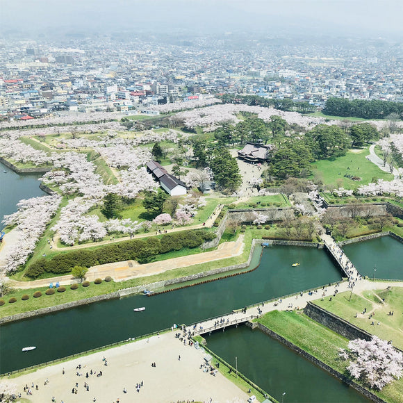 【2024年お花見スポット】北海道のお花見スポットや桜の名所についてわかりやすく紹介！